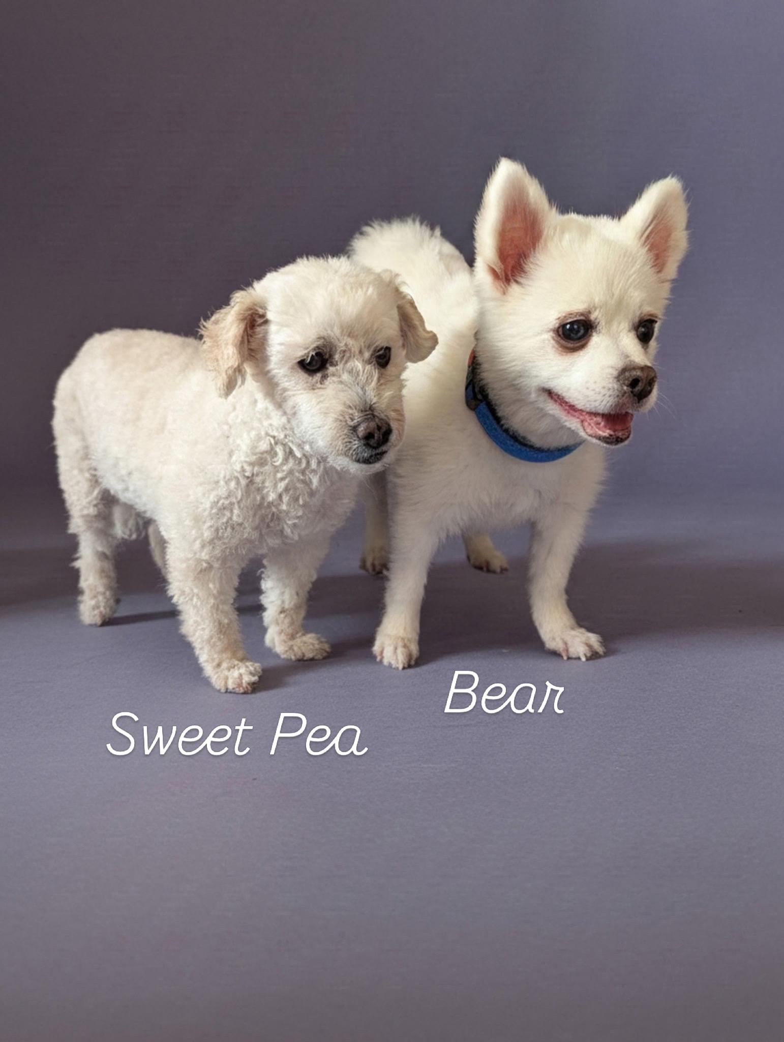 Enlarge Sweet Pea, a ADOPTABLE mixed breed in Rancho Palos Verdes, CA image 3/5