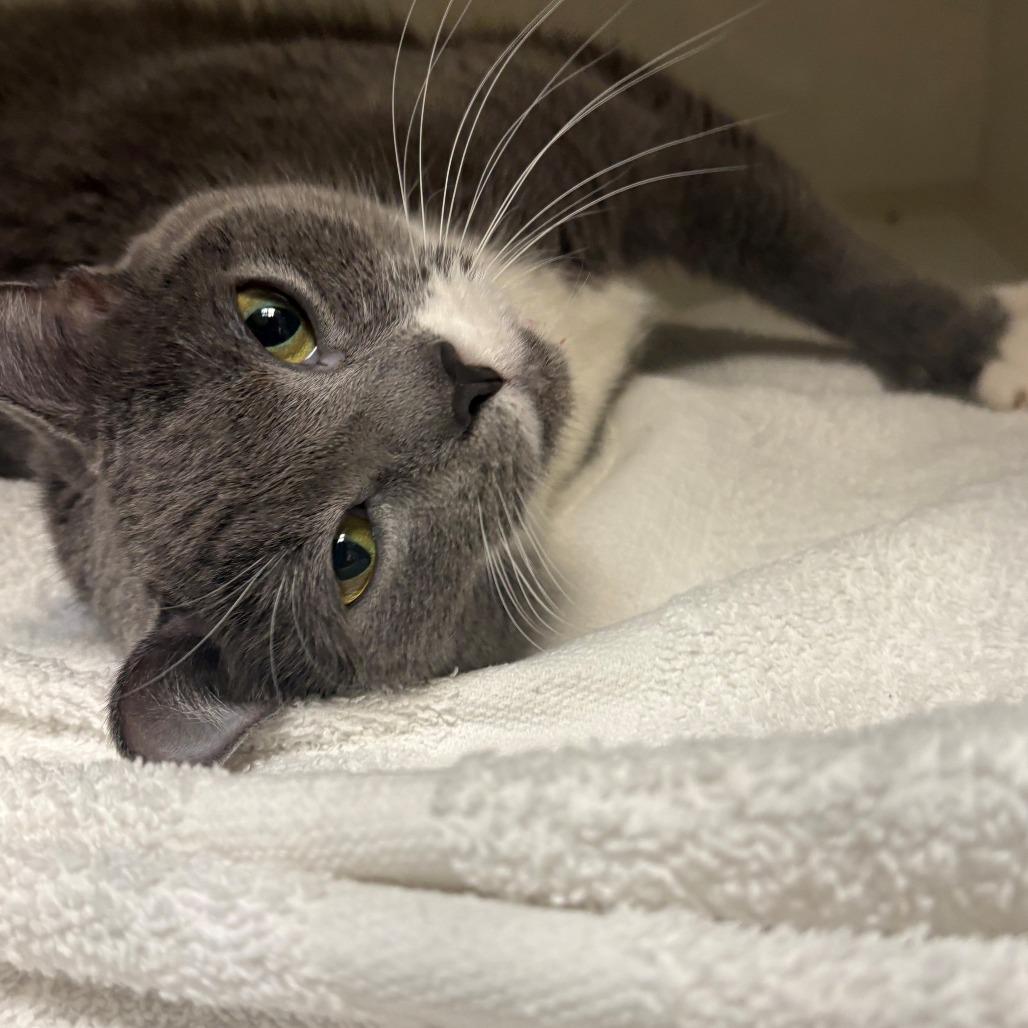 Stella, Adoptable, Adult Female Domestic Short Hair.