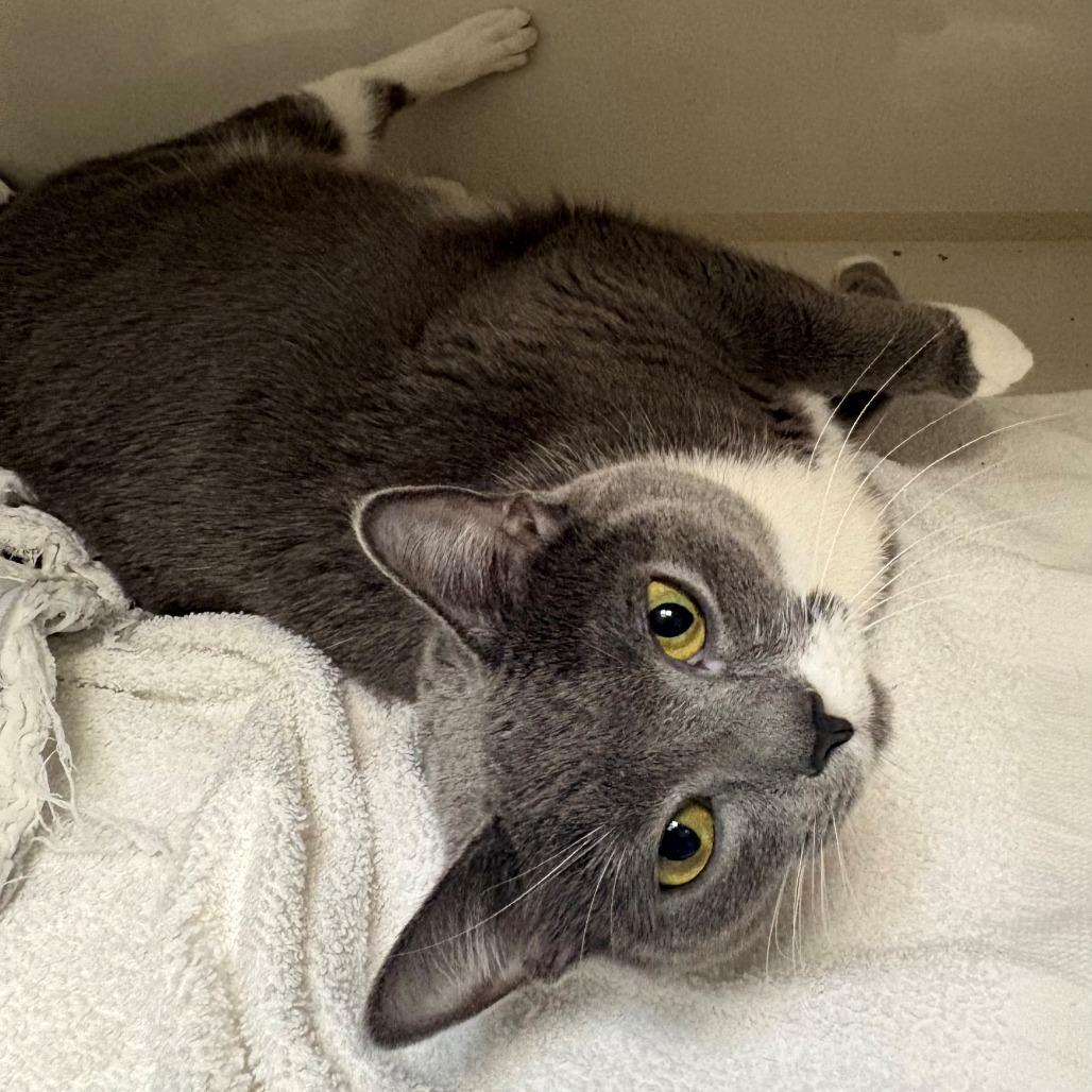 Enlarge Stella, a Adoptable Domestic Short Hair in East Hanover, NJ image 2/3