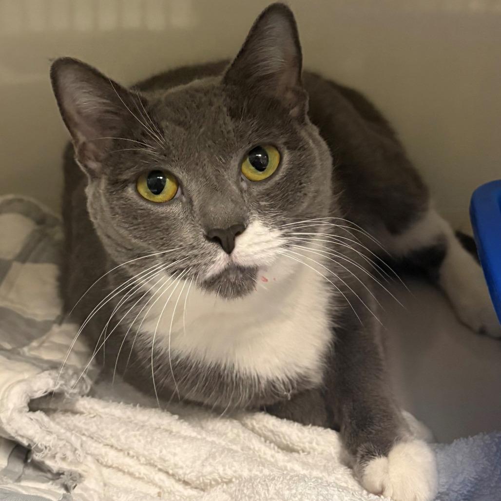 Enlarge Stella, a Adoptable Domestic Short Hair in East Hanover, NJ image 3/3