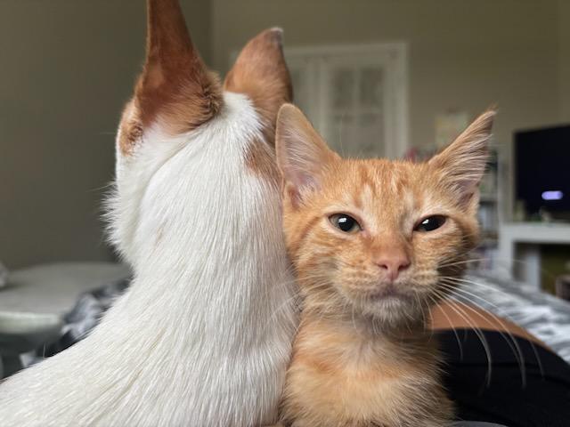 Enlarge Poppy, a Adopted Domestic Short Hair in Tampa, FL image 2/3