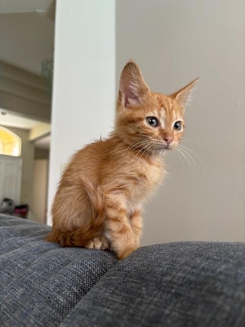 Enlarge Poppy, a Adopted Domestic Short Hair in Tampa, FL image 3/3