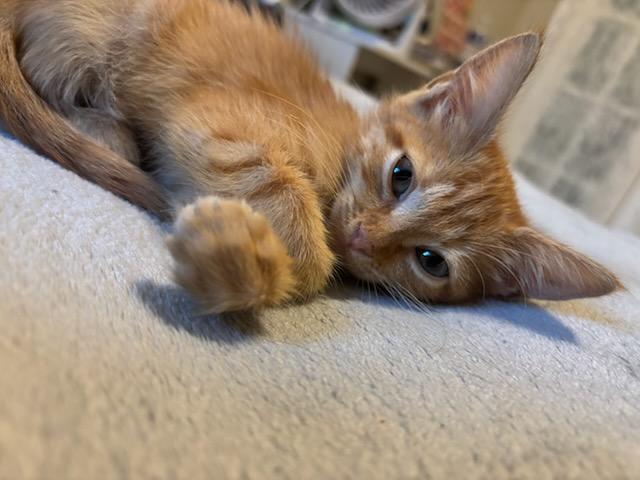 Enlarge Poppy, a Adopted Domestic Short Hair in Tampa, FL image 1/3