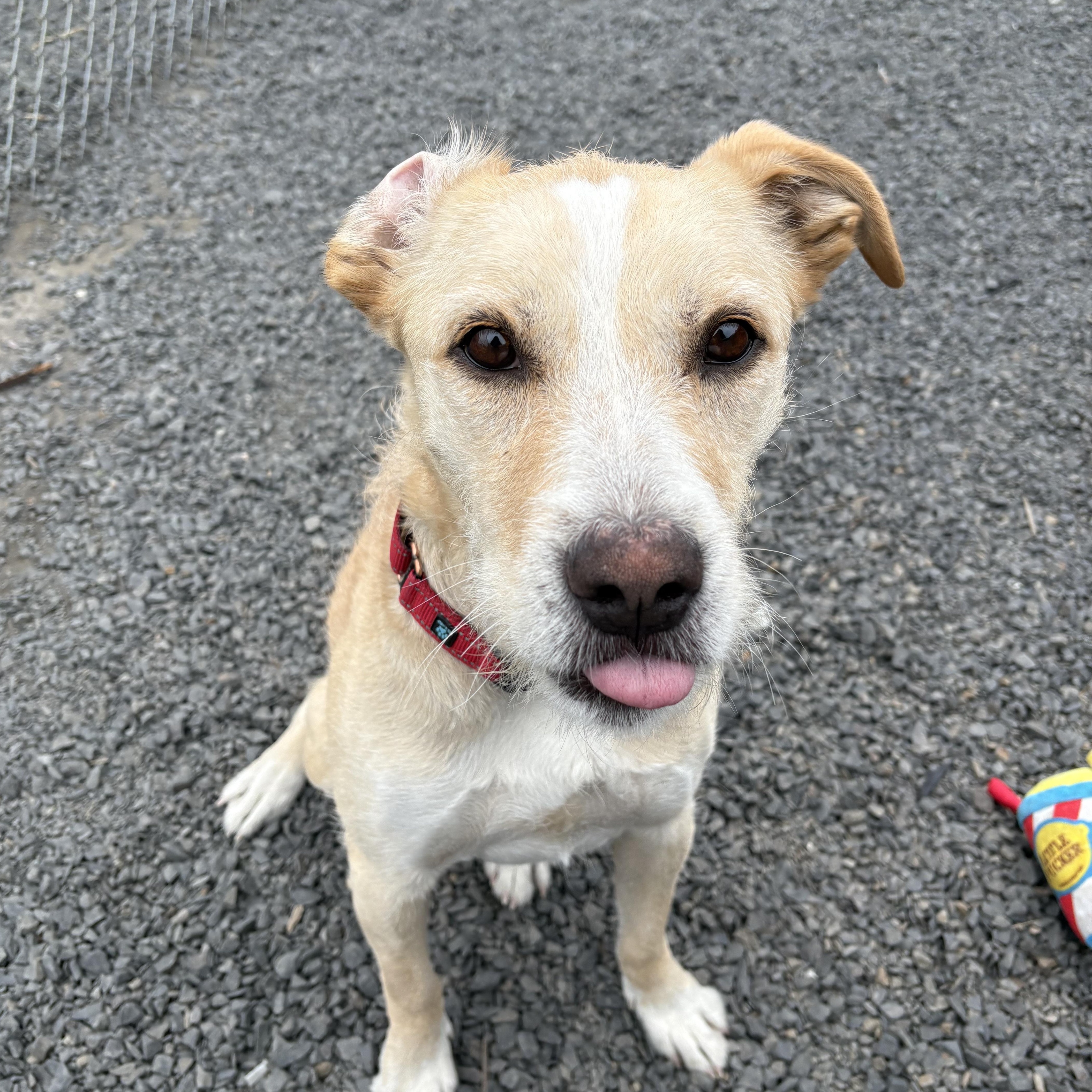Gomez, an adoptable Mixed Breed in Moscow, ID, 83843 | Photo Image 1