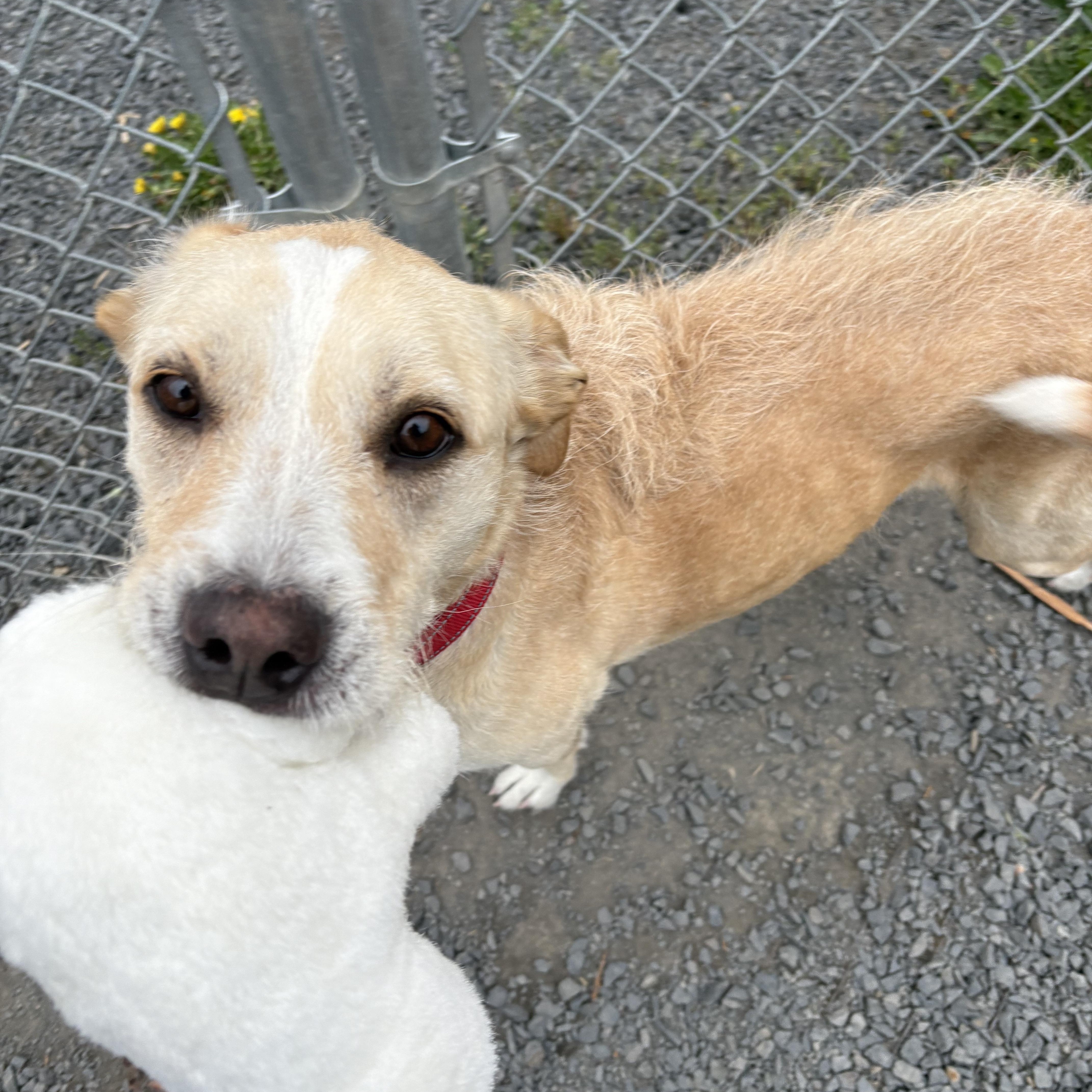 Gomez, an adoptable Mixed Breed in Moscow, ID, 83843 | Photo Image 4