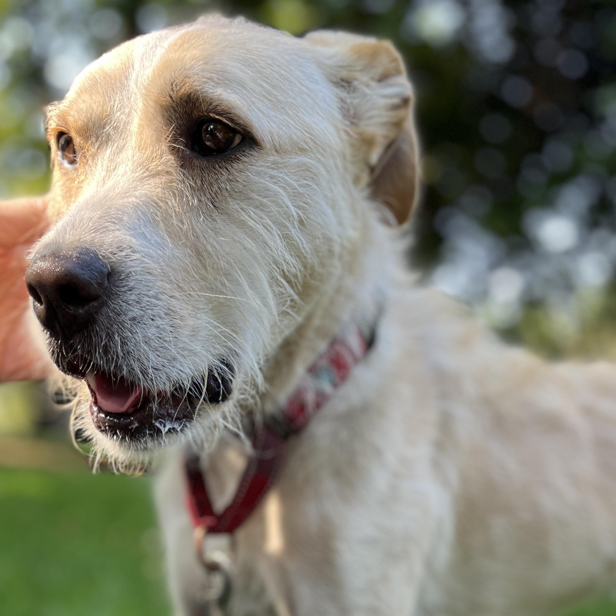 Gomez, an adoptable Mixed Breed in Moscow, ID, 83843 | Photo Image 4