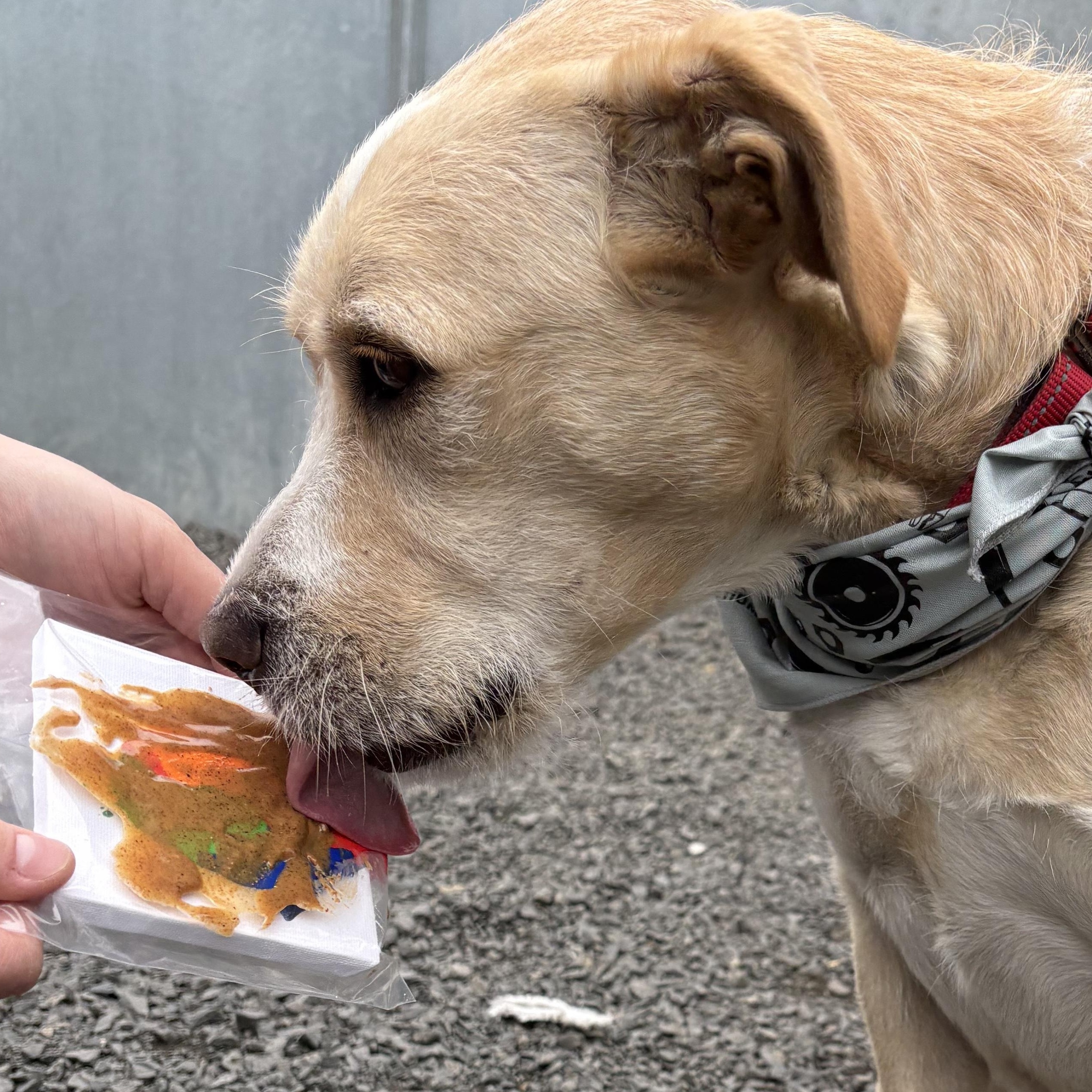 Gomez, an adoptable Mixed Breed in Moscow, ID, 83843 | Photo Image 2