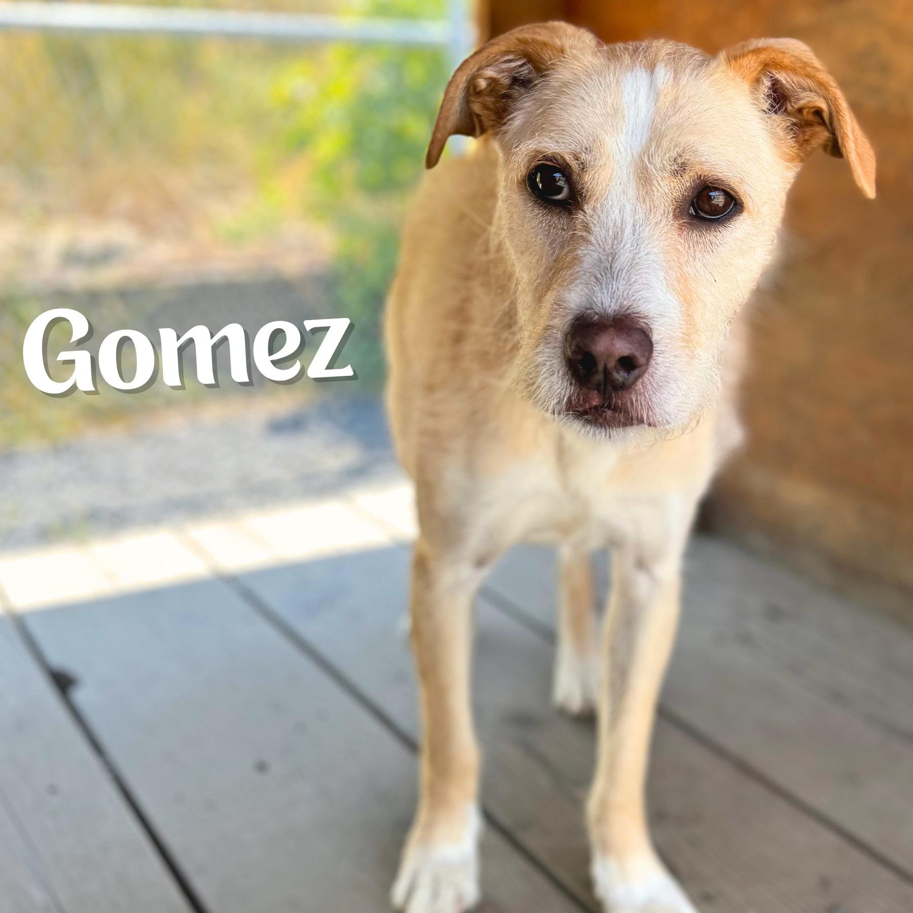 Gomez, an adoptable Mixed Breed in Moscow, ID, 83843 | Photo Image 5