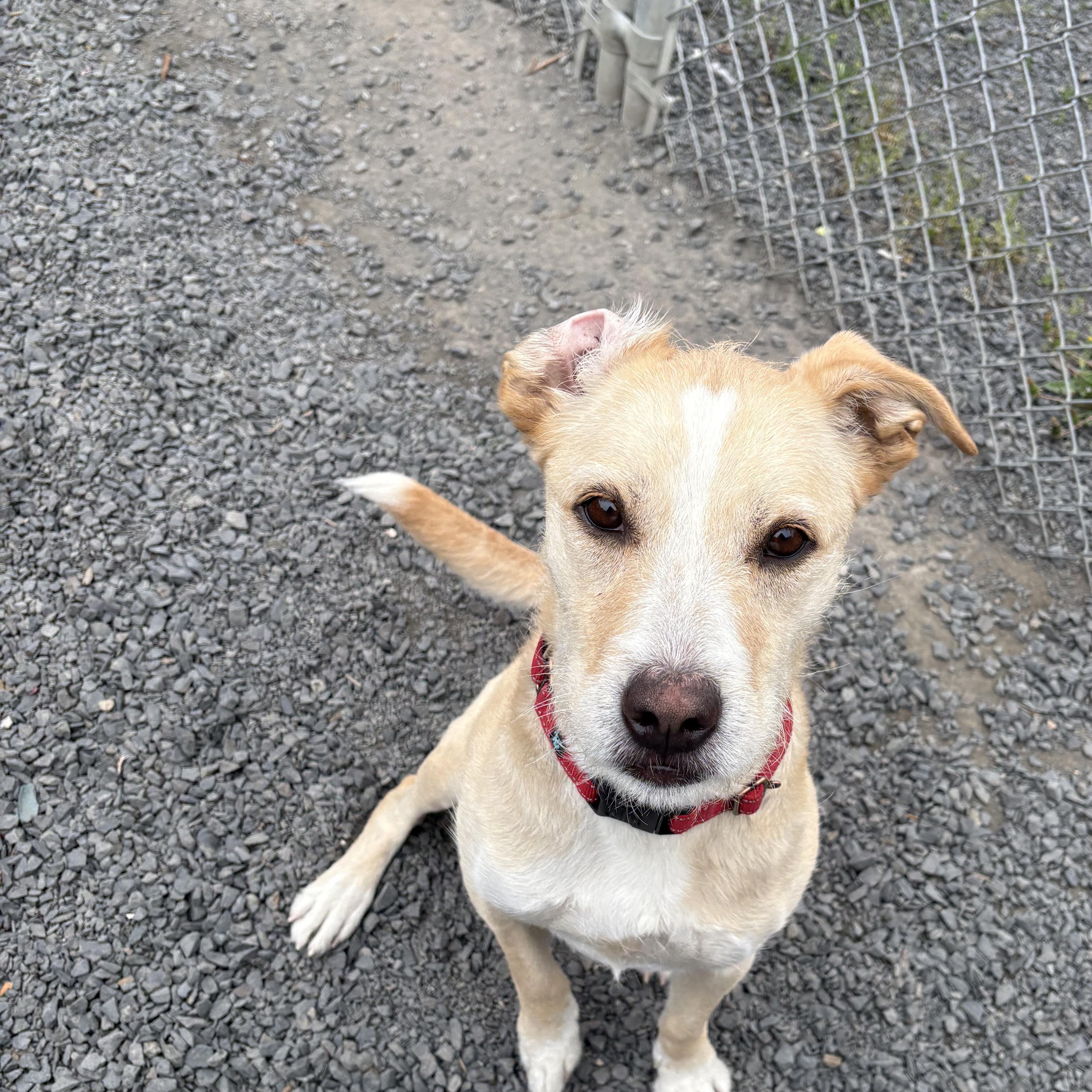 Gomez, an adoptable Mixed Breed in Moscow, ID, 83843 | Photo Image 6