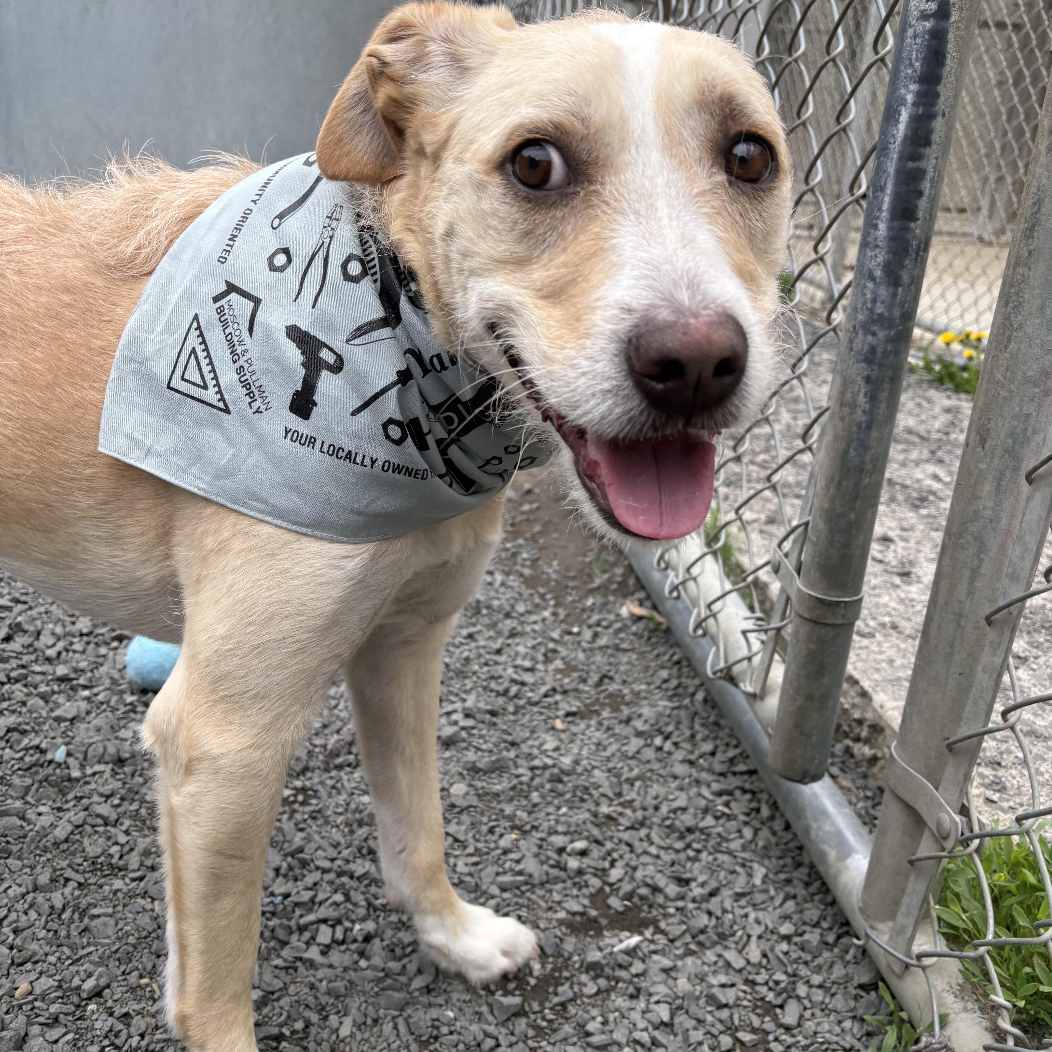 Gomez, an adoptable Mixed Breed in Moscow, ID, 83843 | Photo Image 3