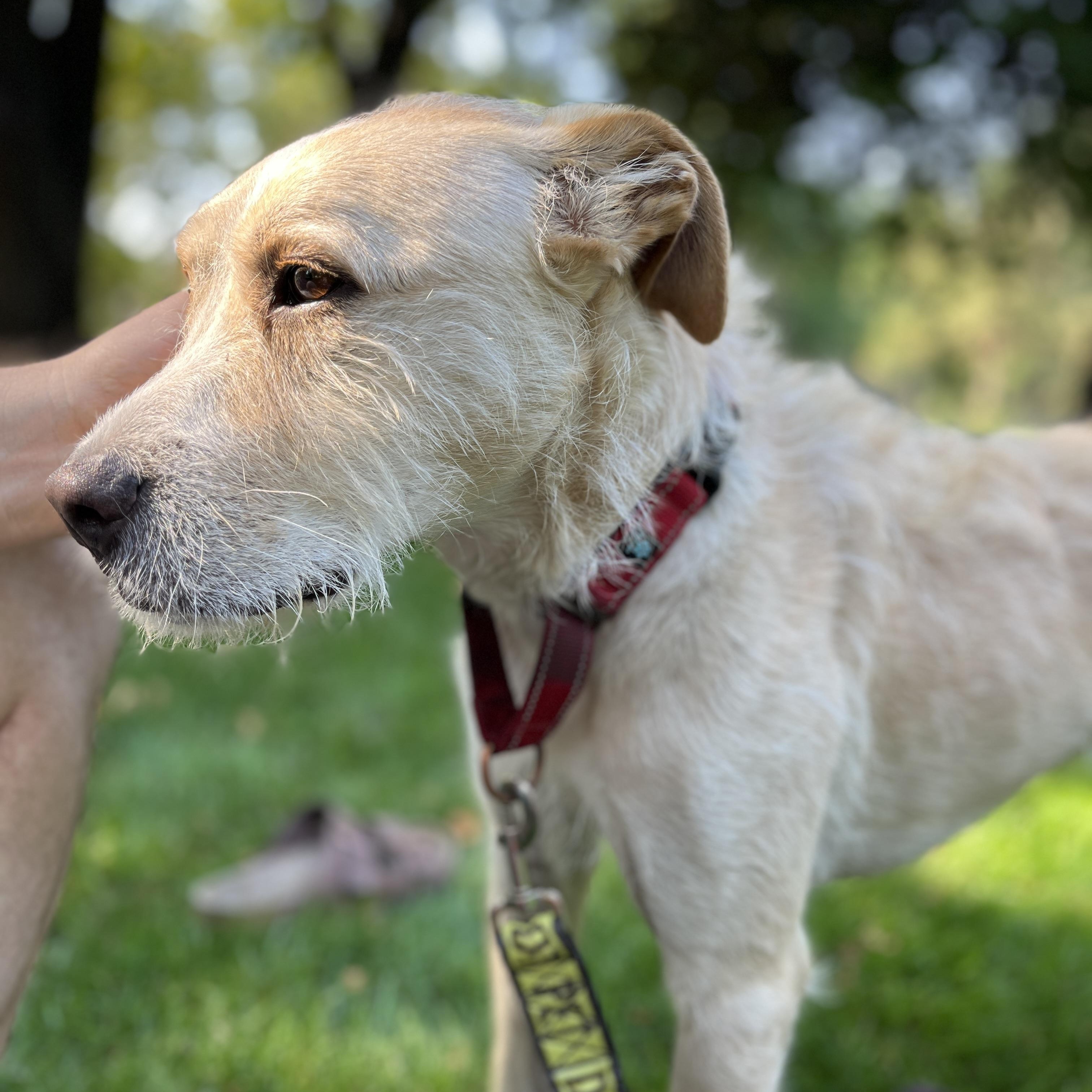 Gomez, an adoptable Mixed Breed in Moscow, ID, 83843 | Photo Image 5