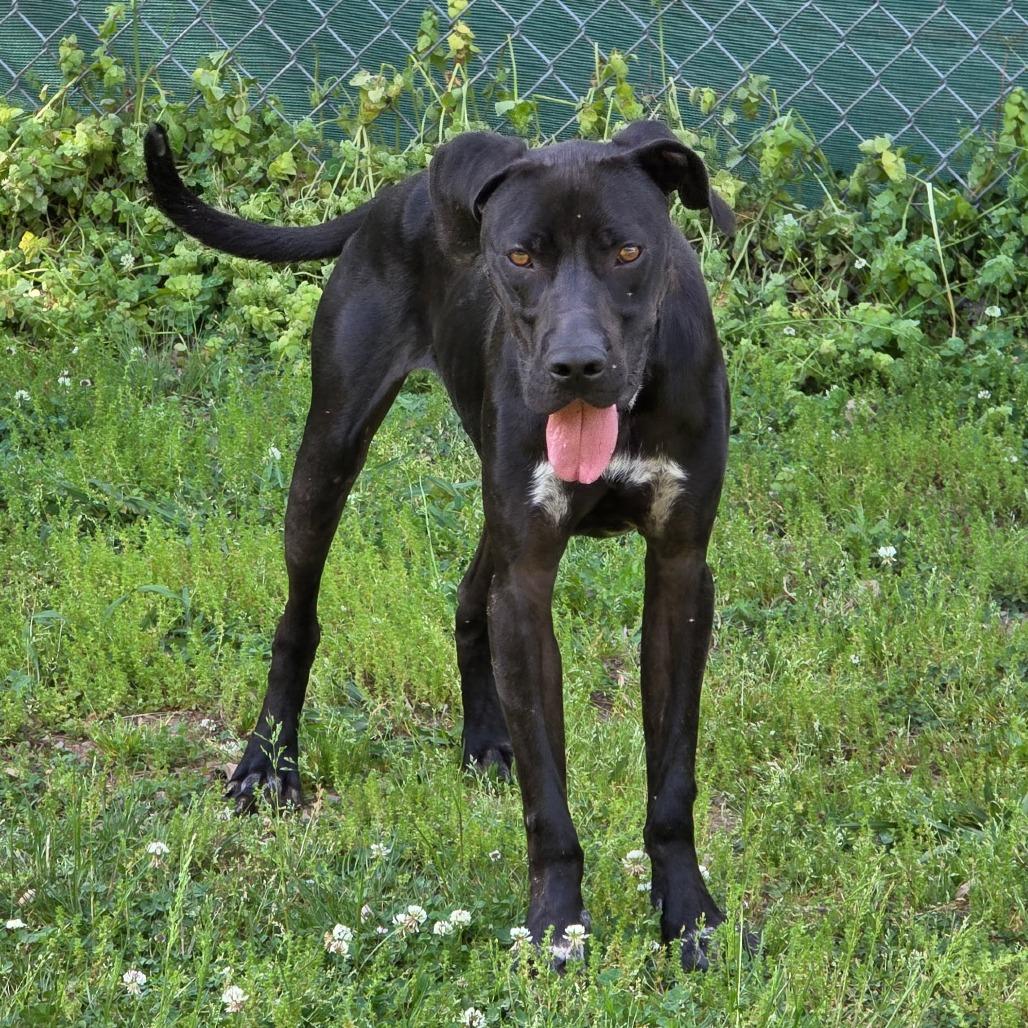 Bubba, Adoptable, Adult Male Boxer & Mixed Breed.