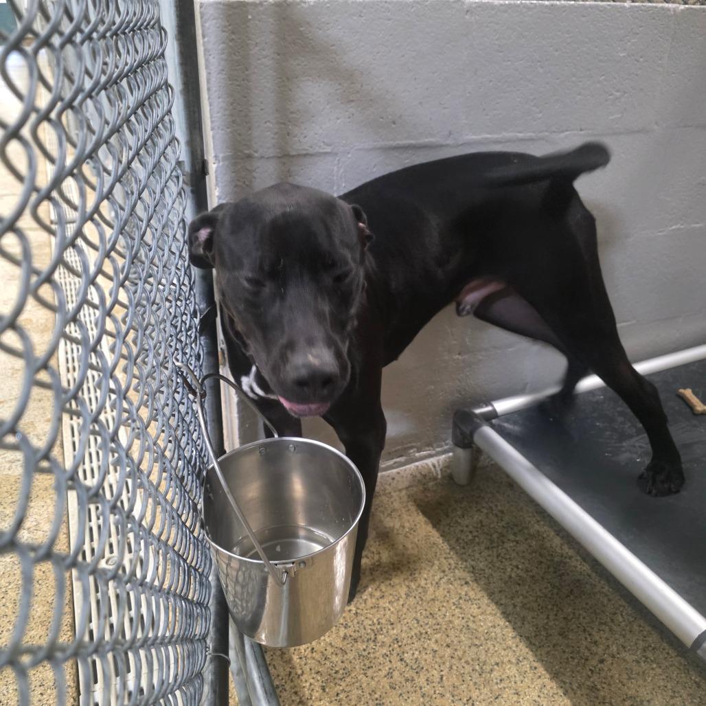 Enlarge Bubba, a Adoptable mixed breed in Marble, NC image 2/3