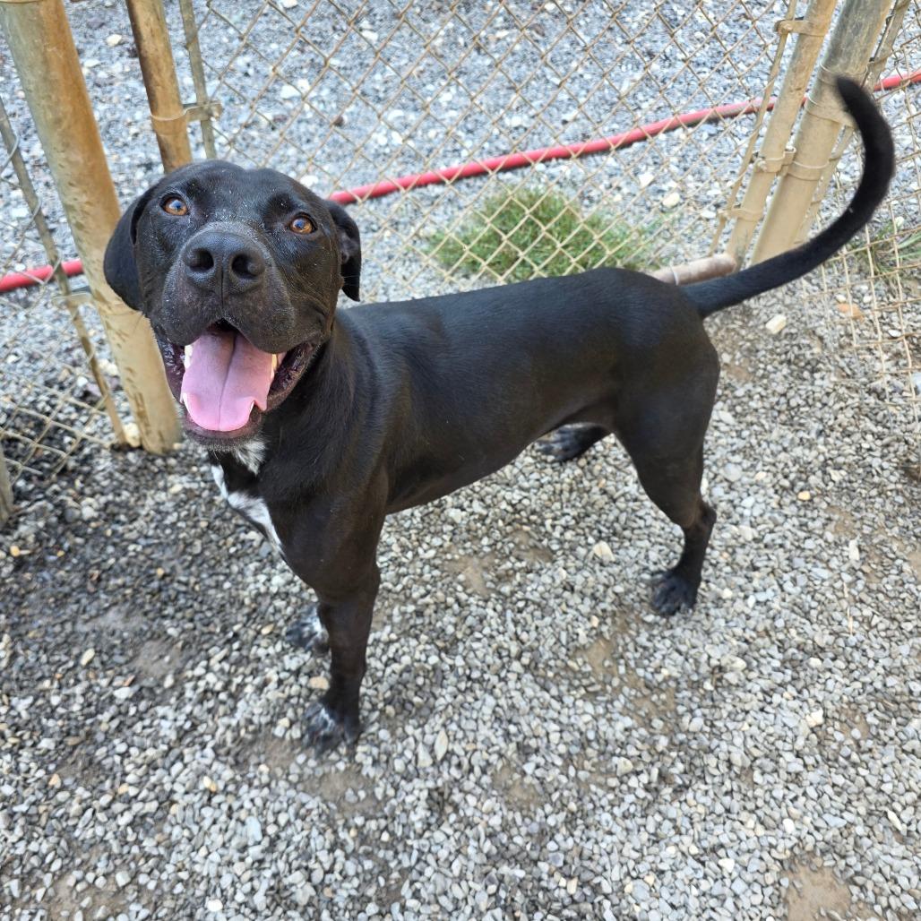 Enlarge Bubba, a Adoptable mixed breed in Marble, NC image 3/3