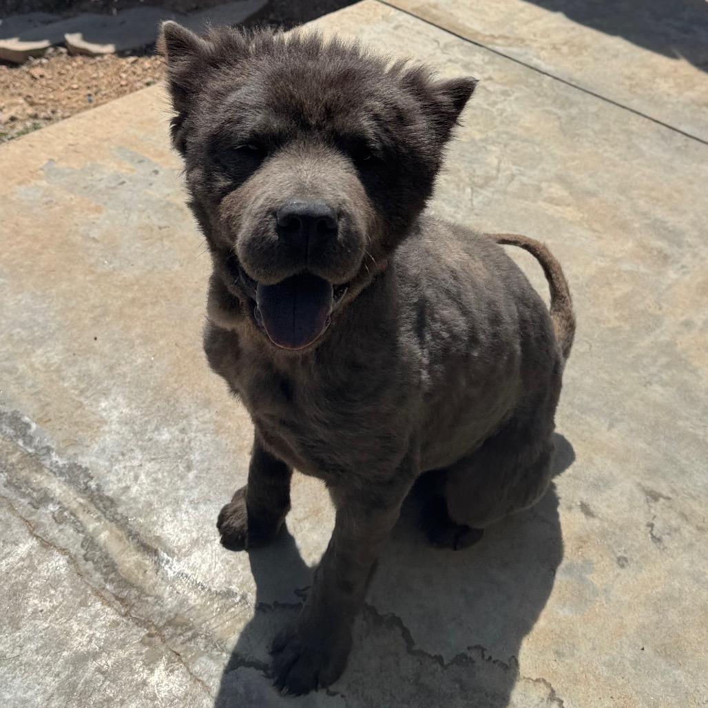 Bear, a Adoptable Chow Chow in Pineville, MO image 1/6