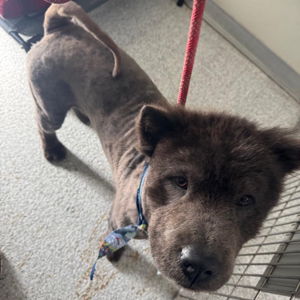 Bear, a Adoptable Chow Chow in Pineville, MO image 2/6