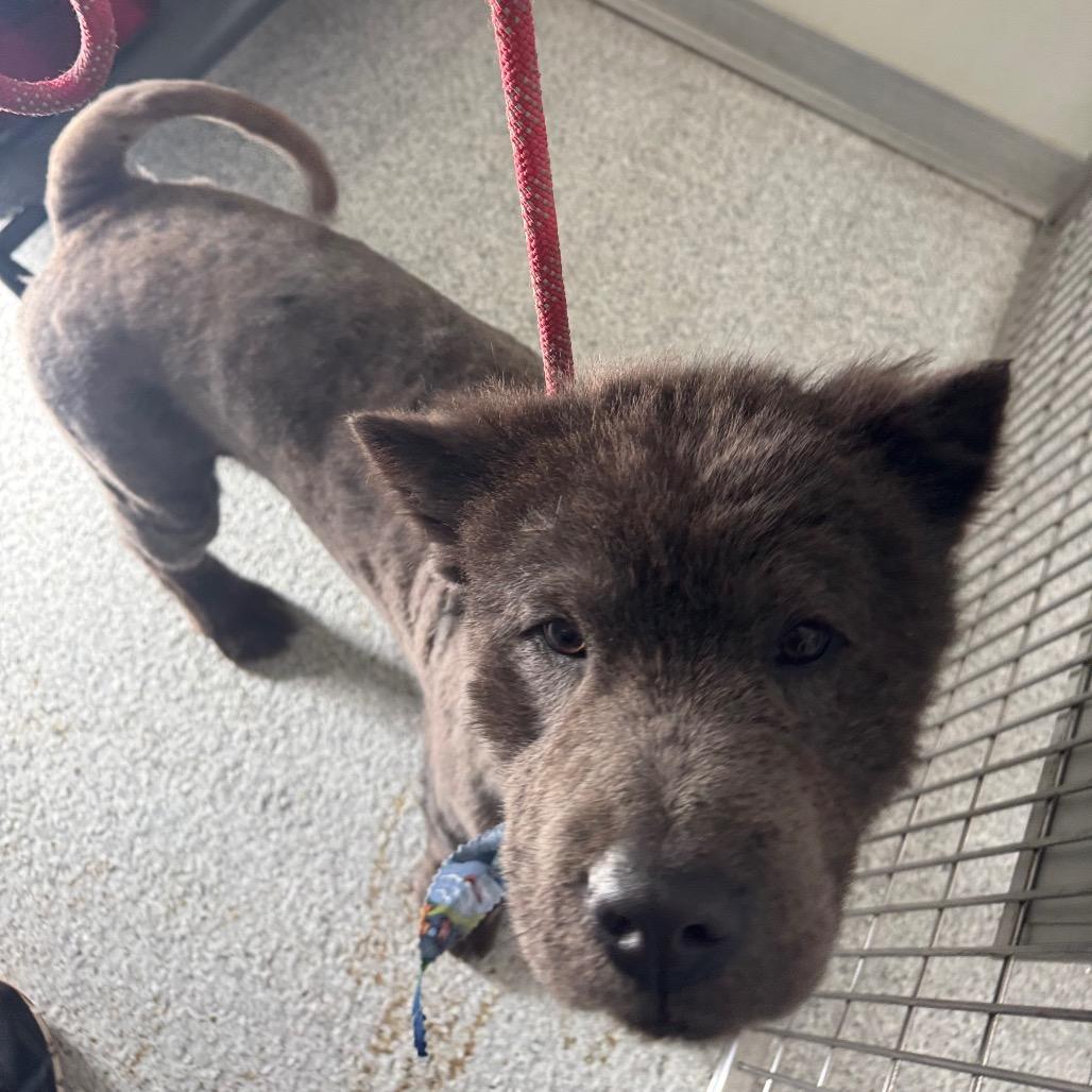 Bear, a Adoptable Chow Chow in Pineville, MO image 3/6