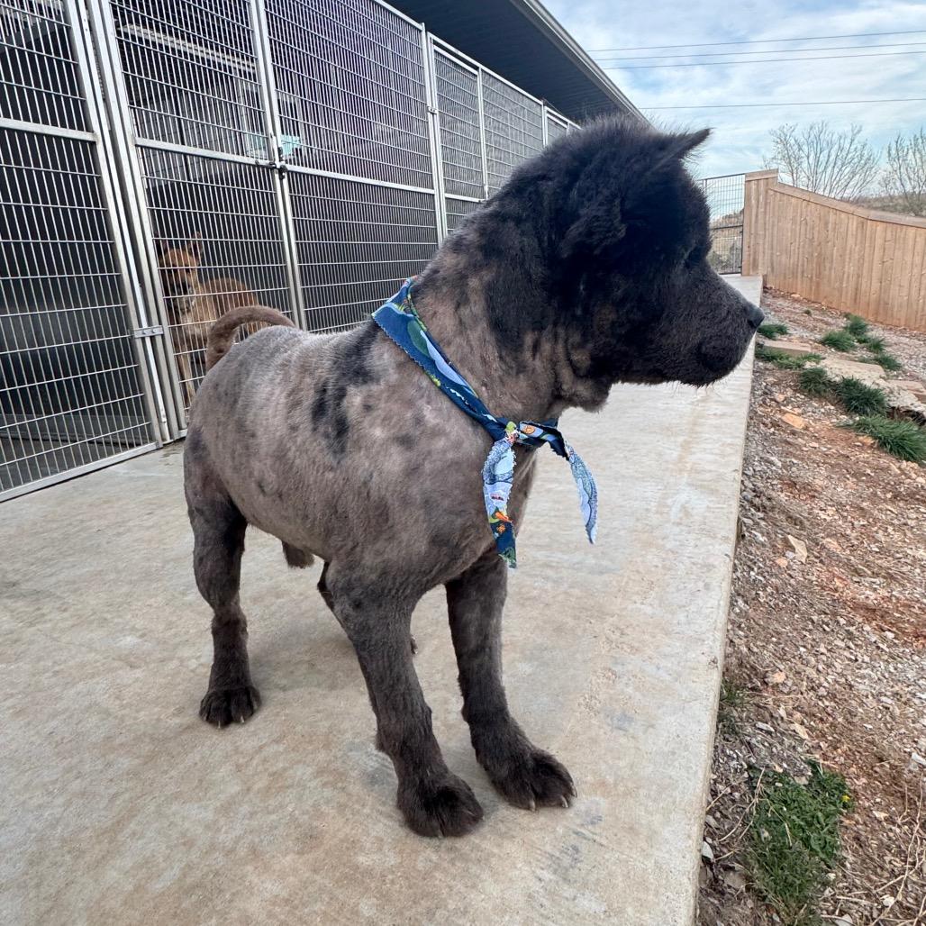 Bear, a Adoptable Chow Chow in Pineville, MO image 4/6