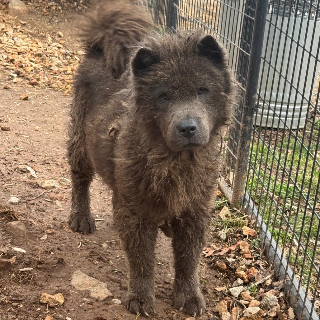 Bear, a Adoptable Chow Chow in Pineville, MO image 5/6