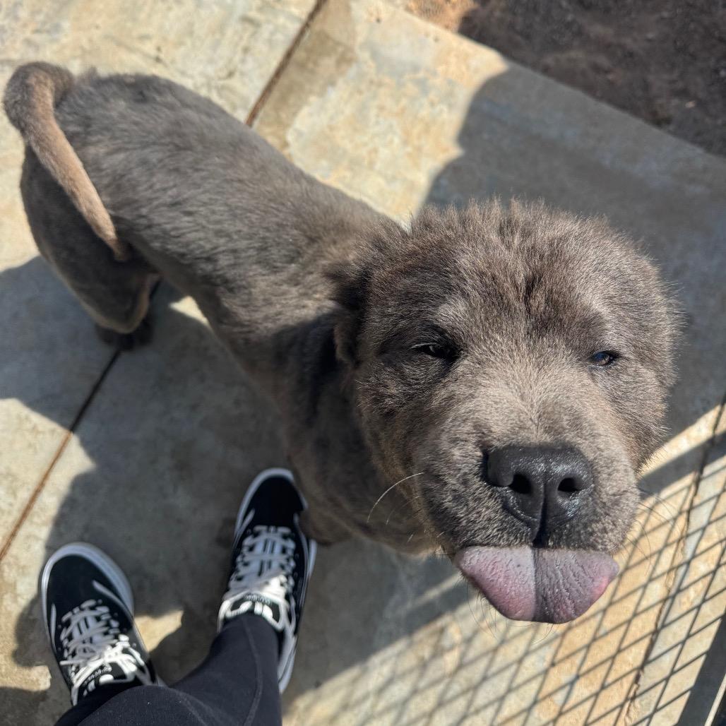 Bear, a Adoptable Chow Chow in Pineville, MO image 6/6