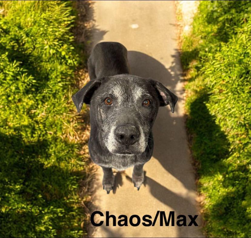 Chaos/ Max