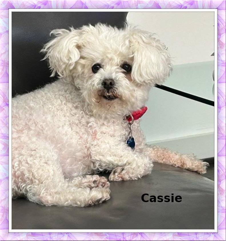 Enlarge Adopted!! Cassie - N. TX, a ADOPTABLE mixed breed in Tulsa, OK image 2/2