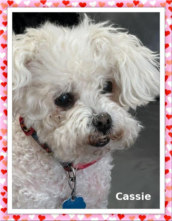 Enlarge Adopted!! Cassie - N. TX, a ADOPTABLE mixed breed in Tulsa, OK image 1/2