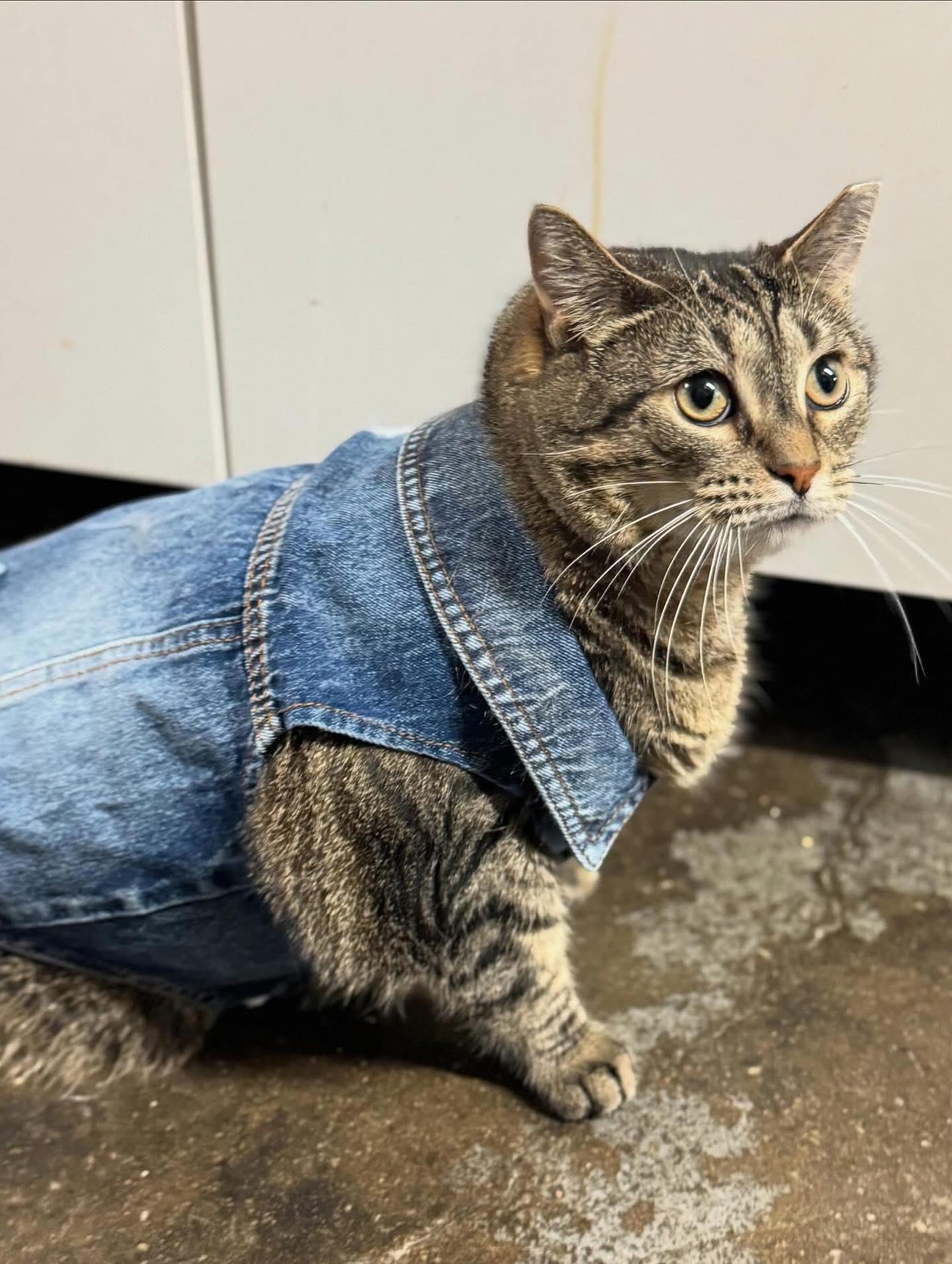 Big Flora, a Adoptable Domestic Short Hair in Philadelphia, PA image 1/4