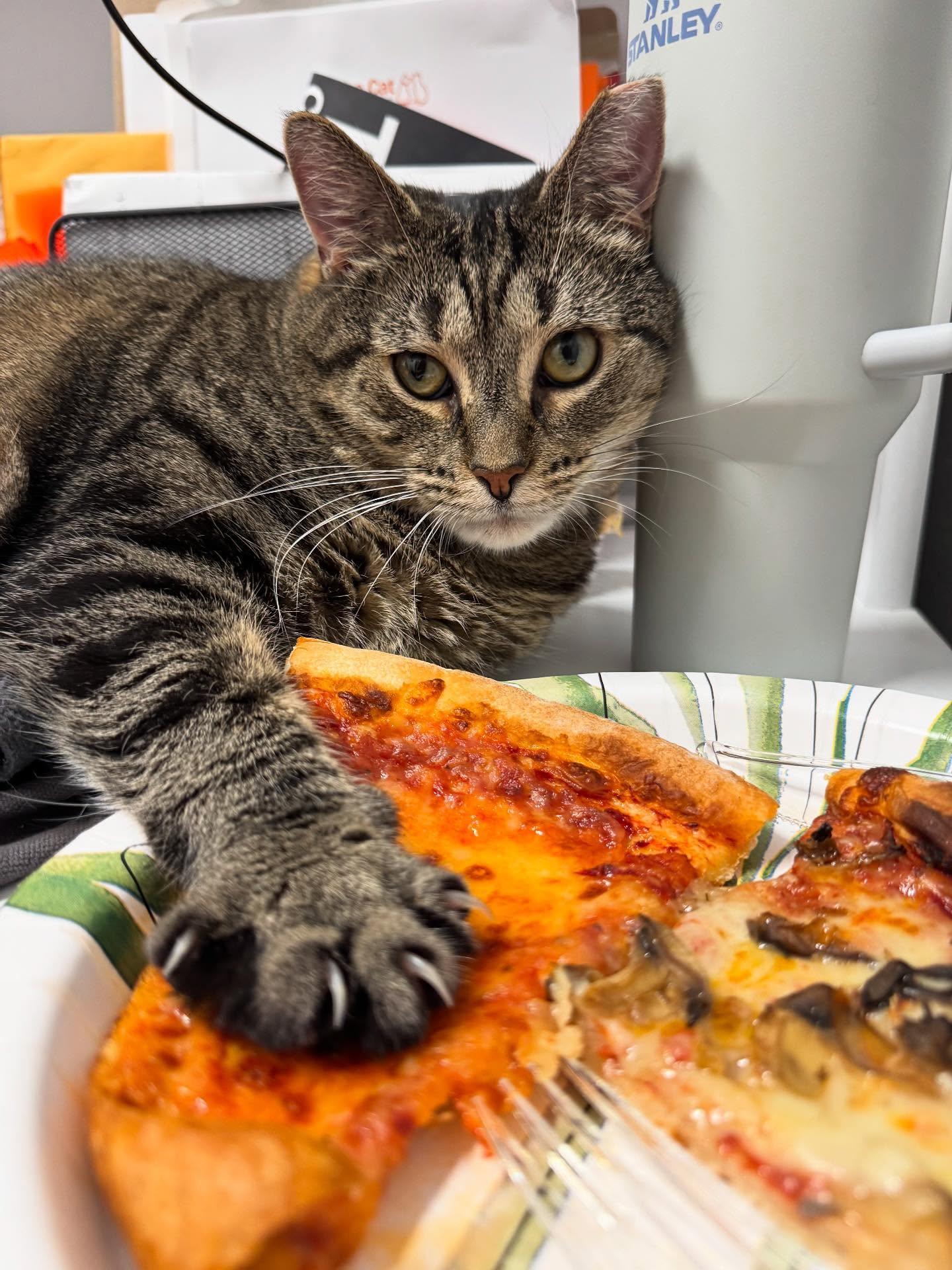 Big Flora, a Adoptable Domestic Short Hair in Philadelphia, PA image 2/4