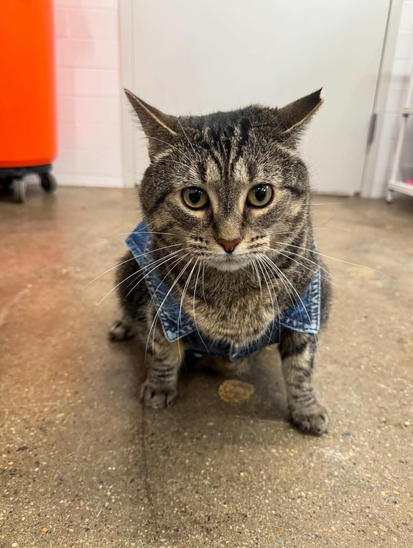 Big Flora, a Adoptable Domestic Short Hair in Philadelphia, PA image 3/4