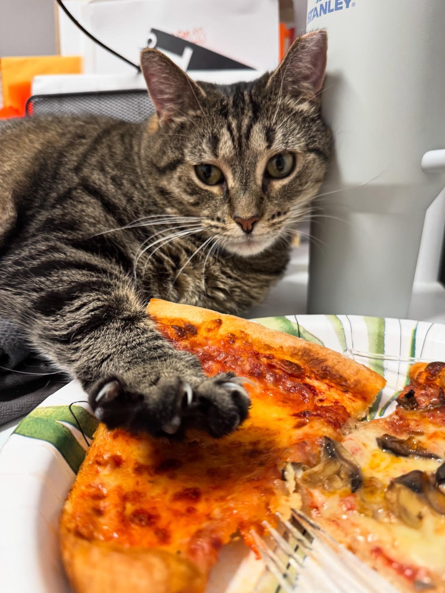 Big Flora, Adoptable, Adult Female Domestic Short Hair.