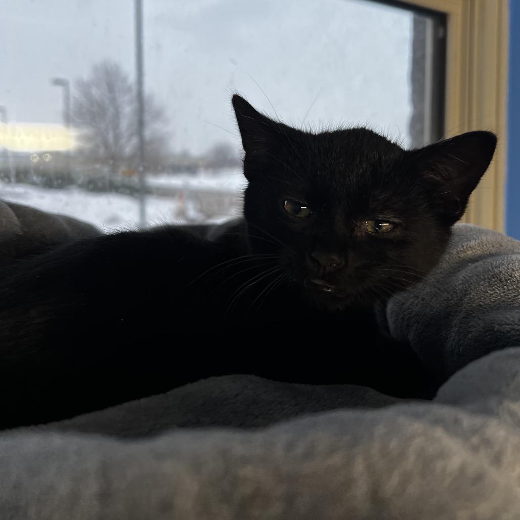 Enlarge Deviled Egg, a Adoptable Domestic Short Hair in Mankato, MN image 1/3