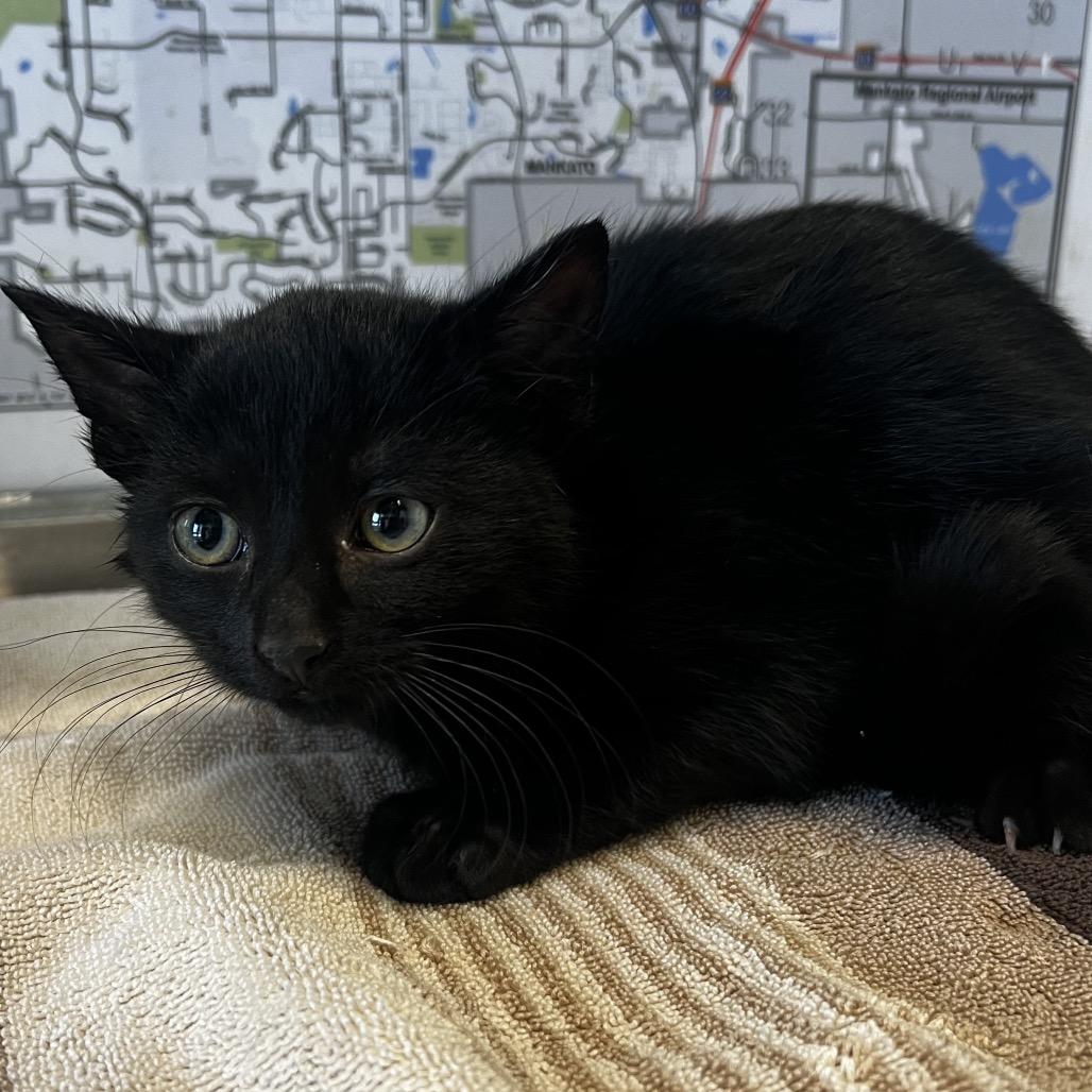 Enlarge Deviled Egg, a Adoptable Domestic Short Hair in Mankato, MN image 2/3