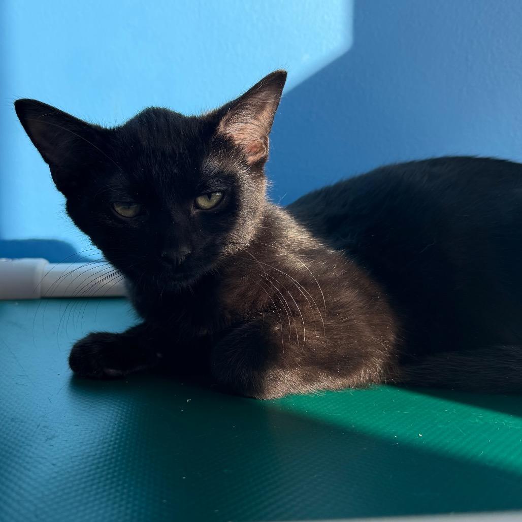 Enlarge Deviled Egg, a Adoptable Domestic Short Hair in Mankato, MN image 3/3