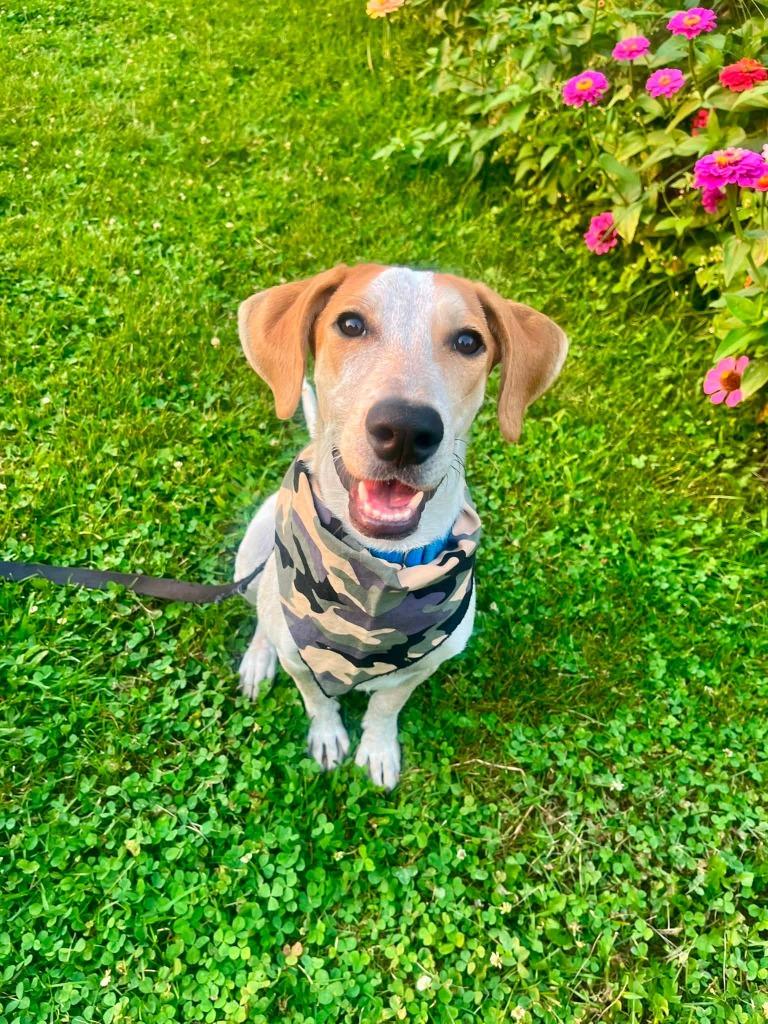 Mesa, Adoptable, Puppy Female Mixed Breed.