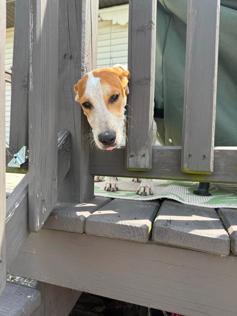 Mesa, a Adoptable mixed breed in Fond Du Lac, WI image 2/6