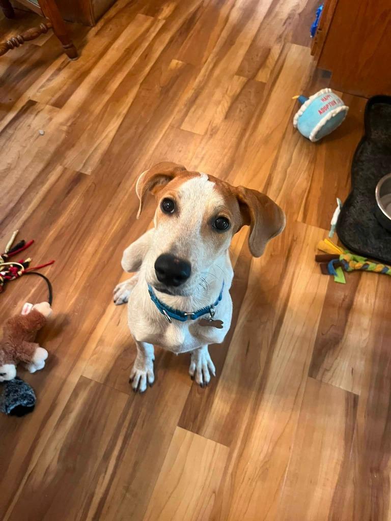 Mesa, a Adoptable mixed breed in Fond Du Lac, WI image 3/6