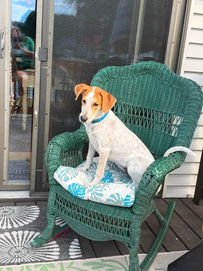 Mesa, a Adoptable mixed breed in Fond Du Lac, WI image 5/6