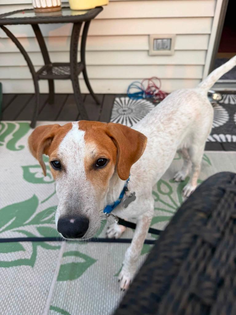 Mesa, a Adoptable mixed breed in Fond Du Lac, WI image 6/6