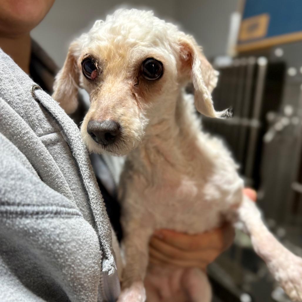 Enlarge Nina, a Adoptable Poodle in West Chester, PA image 1/6