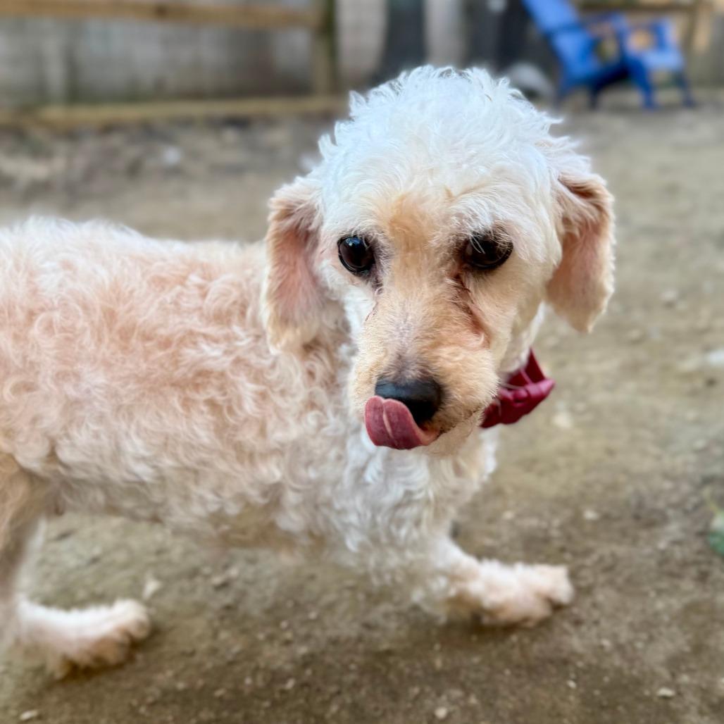 Enlarge Nina, a Adoptable Poodle in West Chester, PA image 2/6