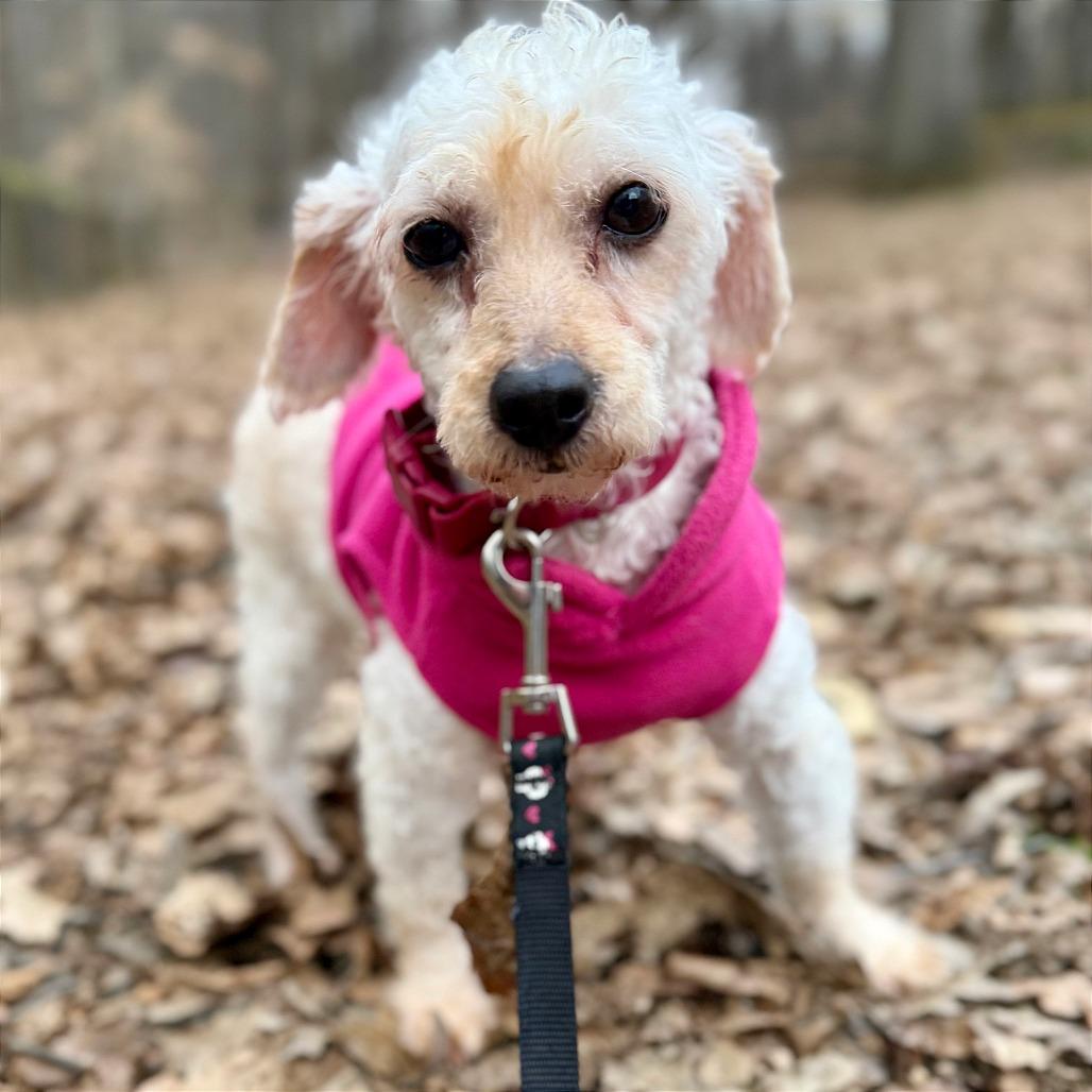 Enlarge Nina, a Adoptable Poodle in West Chester, PA image 3/6