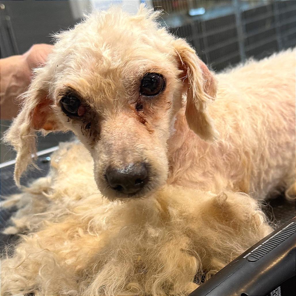 Enlarge Nina, a Adoptable Poodle in West Chester, PA image 4/6