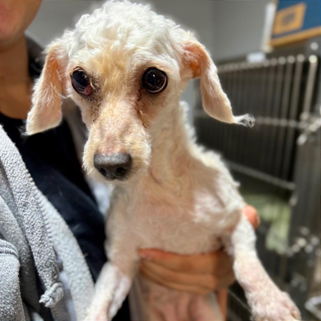 Enlarge Nina, a Adoptable Poodle in West Chester, PA image 5/6