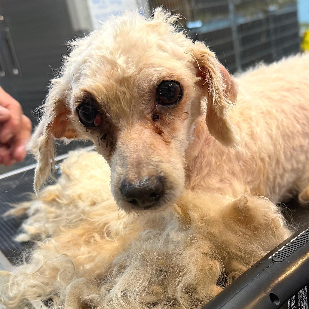 Enlarge Nina, a Adoptable Poodle in West Chester, PA image 6/6