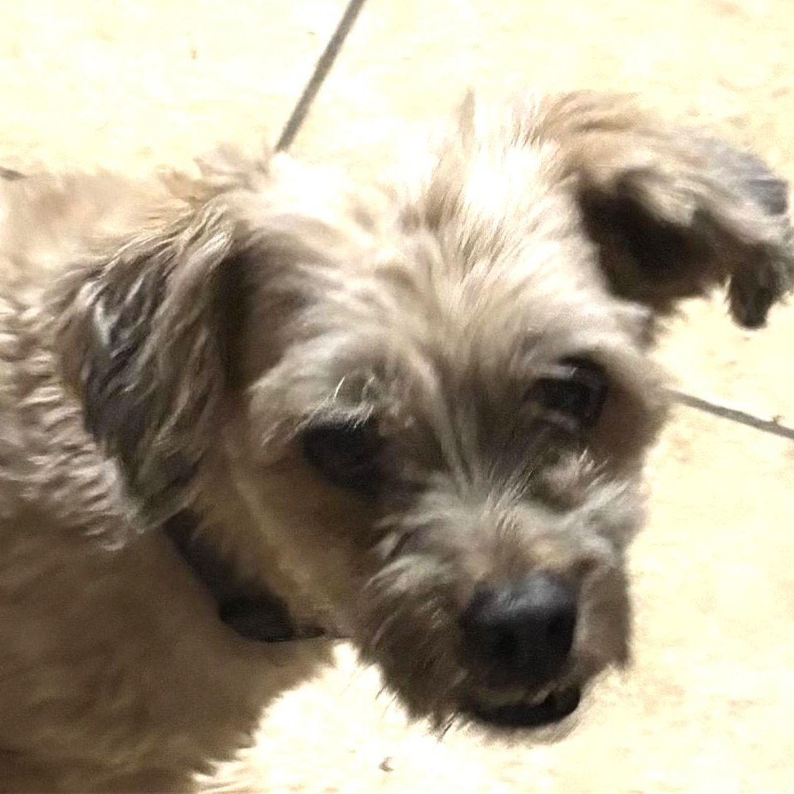 Enlarge Ollie, a ADOPTABLE Shih Tzu in Phoenix, AZ image 1/1