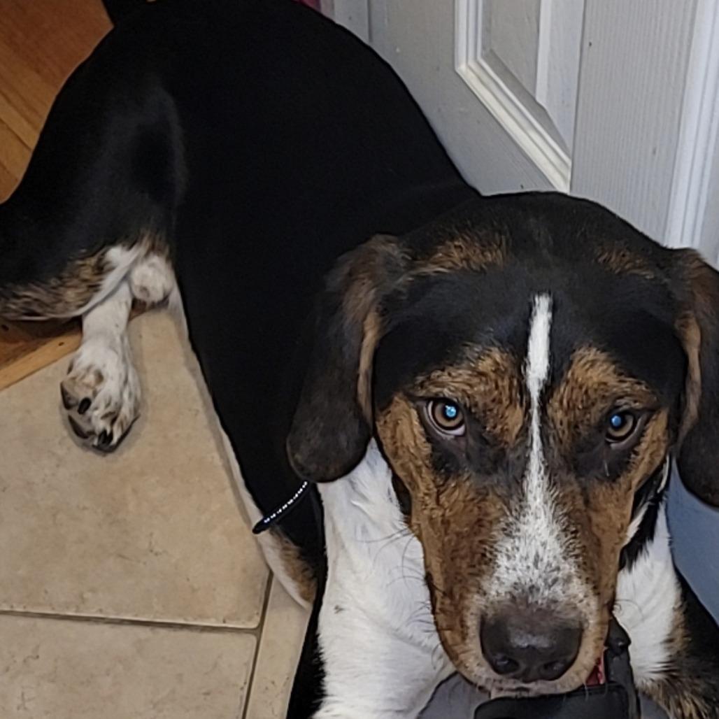 Toby, Adoptable, Adult Male Hound & Mixed Breed.