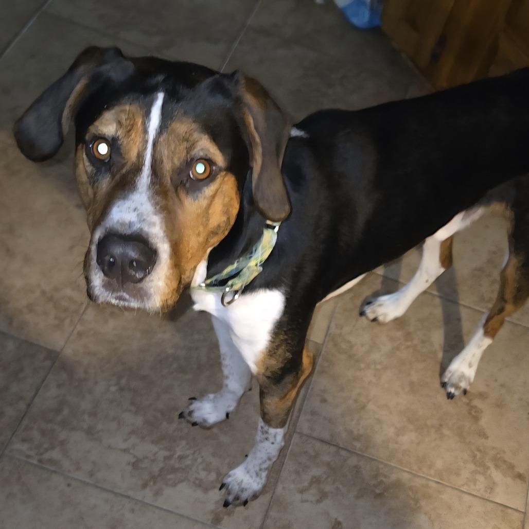 Enlarge Toby, a Adoptable mixed breed in Harrisonburg, VA image 2/6