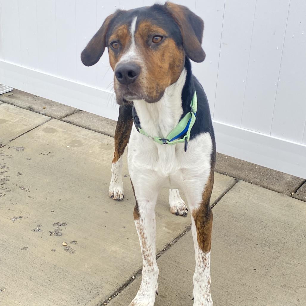 Enlarge Toby, a Adoptable mixed breed in Harrisonburg, VA image 3/6