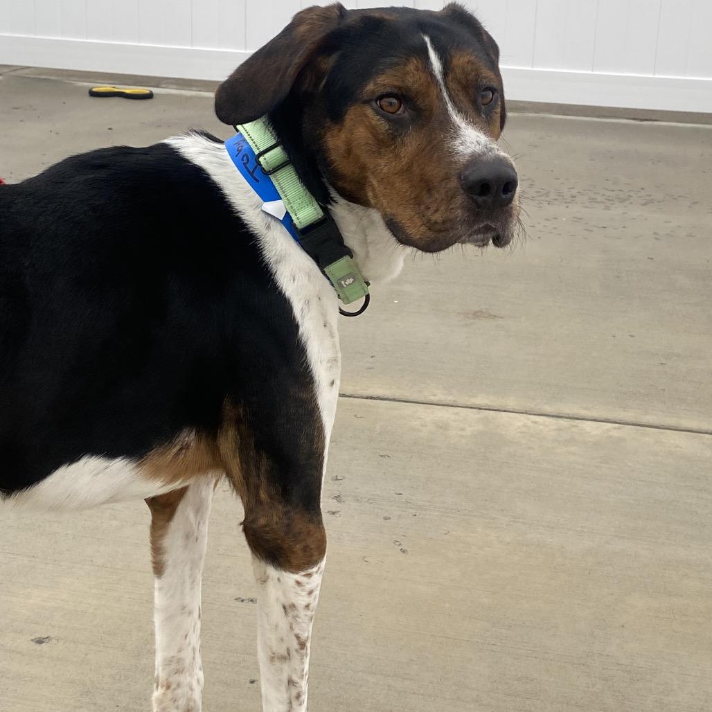 Enlarge Toby, a Adoptable mixed breed in Harrisonburg, VA image 4/6